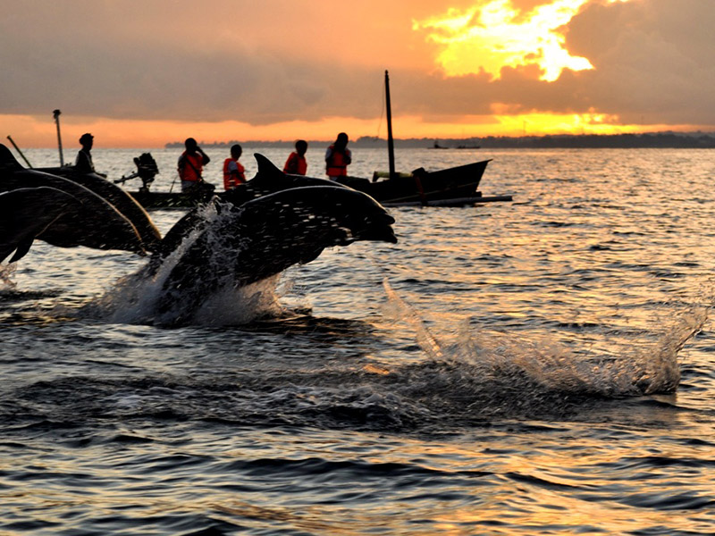 Delfines en la playa de Lovina, Bali